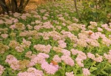 独处的甜蜜（独处的甜蜜）