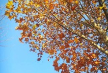 TheColorfulLeaves（ATaleofLove,LossandRediscovery）