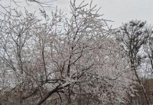 花开花落春常在（一个寻找生机与美的故事）