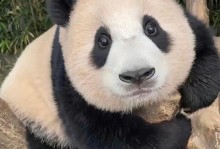 国宝大熊猫的故事（和人类相遇的温柔巨兽）