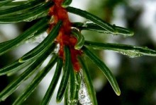 感恩那场风雨（女孩子的成长故事）