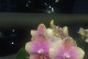 “花开之时，万物复苏——一个生命之花的故事”（用生命的方式去开花，让美丽永远存在）